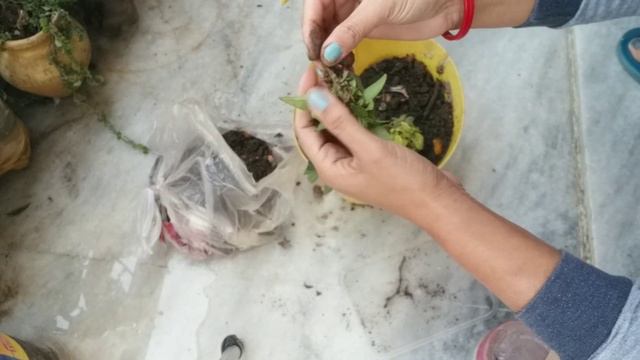 How to Repot Petunia Plant (In English) evergreen garden смотреть онлайн