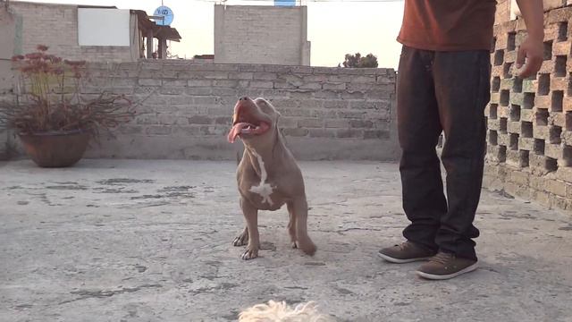 My Bad Bitch Dana / Bluefawn Pitbull смотреть онлайн