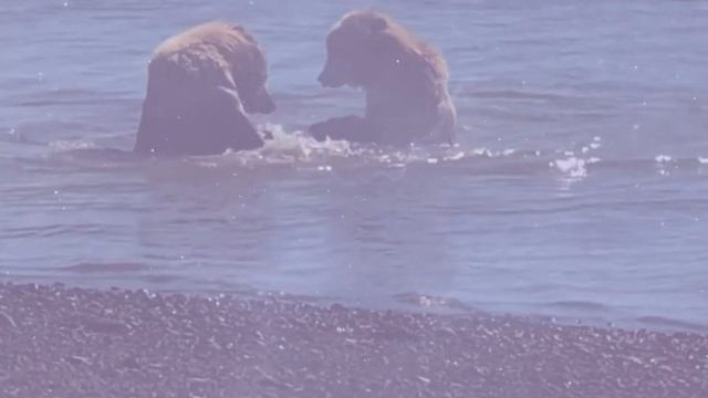 Dream about BEARS? ✨ You'll never BELIEVE the true meaning! ✨ |COLLAB WITH @Auntyflo ? смотреть онлайн