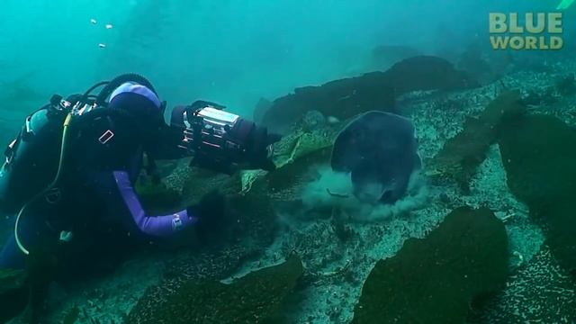 Животные с суперспособностями. Marvel отдыхает смотреть онлайн