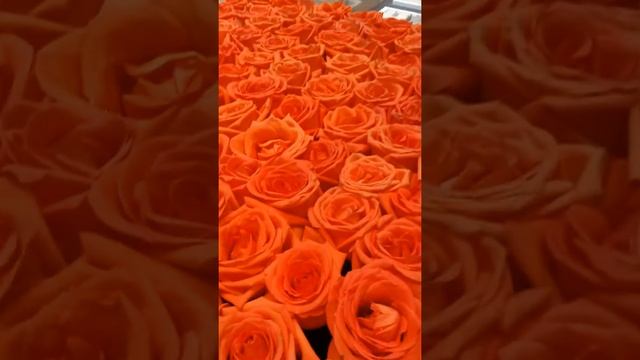 Реклама в Китае. Торговый центр Ананас смотреть онлайн