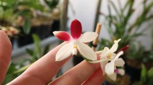 Phalaenopsis Yaphon Gelacea и другие орхидеи)