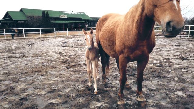 Жеребенку два дня. Первая прогулка смотреть онлайн