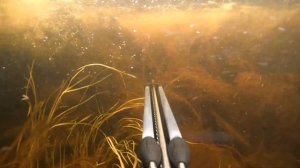 Подводная охота в Карелии первый сезон