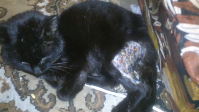 Кошачий сифилис