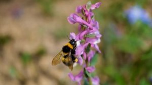 Шмель. Интересные факты.