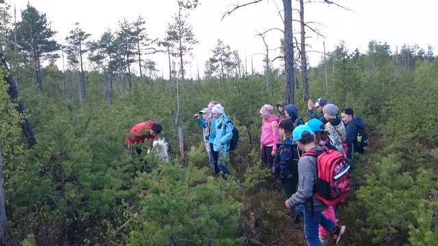 Определяем возраст деревьев, или сколько лет назад в лесу был пожар смотреть онлайн