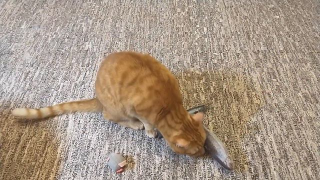 Не хочу играть! Хочу лениться!😼🐾🐾 смотреть онлайн