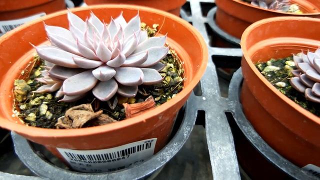 Graptopetalum rusbyi syn 多肉植物圖鑑 銀天女 смотреть онлайн