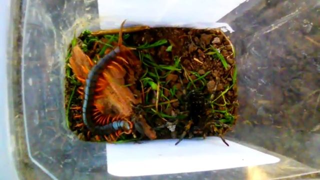 Скалапендра против тарантула смотреть онлайн