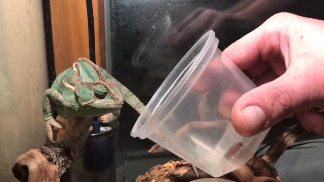 Как накормить хамелеона тараканами смотреть онлайн