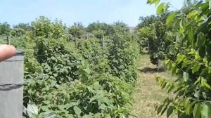бизнес на малине выращивание малины +как бизнес малина сорт