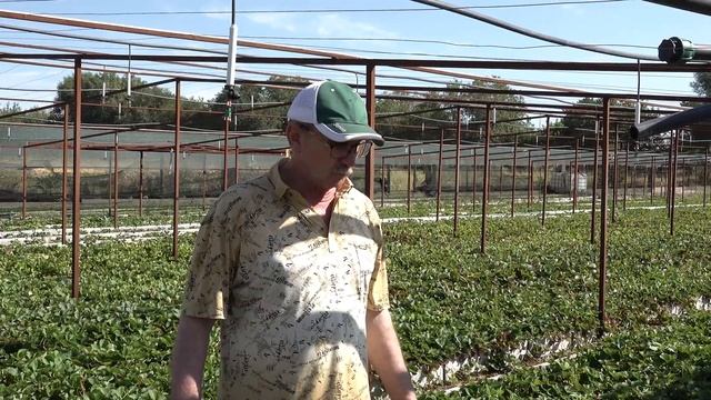 Топ 5 сортов земляники от Александра смотреть онлайн