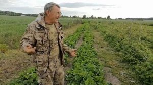 Клубника Роксана. Летний сорт