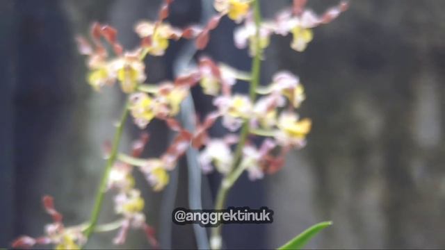 Dendrobium Rambo "keriting" смотреть онлайн