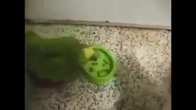 Попугай кусает кота смотреть онлайн
