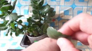 ОДНА ЛОЖКА МЁДА НА ЛИТР ВОДЫ ЗАМЕНИТ МЕШОК УДОБРЕНИЙ ДЛЯ ЦВЕТЕНИЯ ВСЕХ КОМНАТНЫХ РАСТЕНИЙ !!!