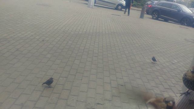 Птичий беспредел! ? смотреть онлайн