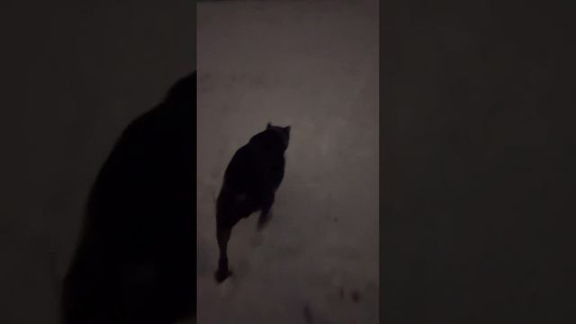 Шилопоп Талисман🤣#tttt #cane #canecorso #канекорсо #canecorsoitaliano #канекорсоитальяно смотреть онлайн