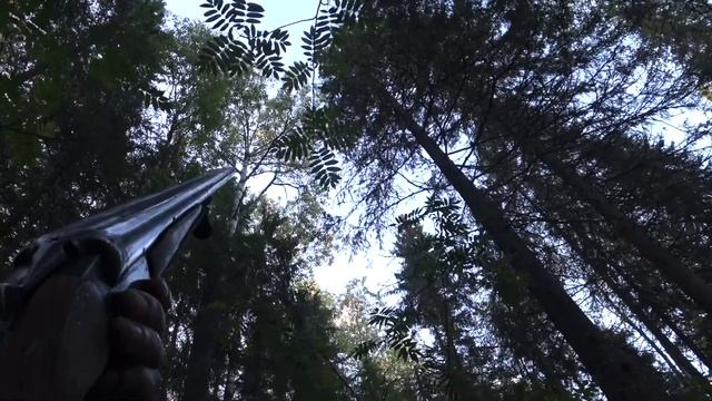 Охота на глухаря с лайкой смотреть онлайн