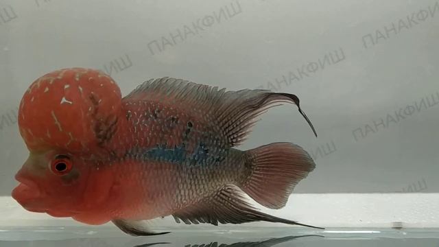 Фловер хорн №7 класс ААА Amphilophus flower horn Grade AAA смотреть онлайн