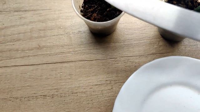 Чем лучше удобрять: органикой или минералкой? Эксперимент. Удобряю черенки эпипремнумов. смотреть онлайн