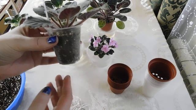 Фитильный полив. Условия для фитиля. Посадка фиалок смотреть онлайн