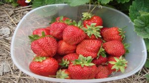 КЛУБНИКА ДЛЯ ЗАМОРОЗКИ ЧЕШСКАЯ  КРАСАВИЦА .  КЛУБНИКА ЧЕШСКАЯ  КРАСАВИЦА