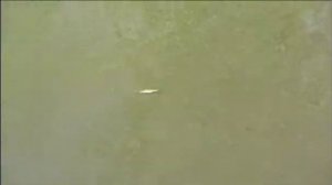 Энциклопедия воблеров на видео — Pontoon 21 Crackjack 38SP-SR