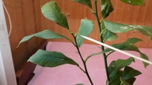 Комнатный лимон. Как прижились саженцы лимона. Выращивание лимона в домашних условиях. СТИХиЯ.