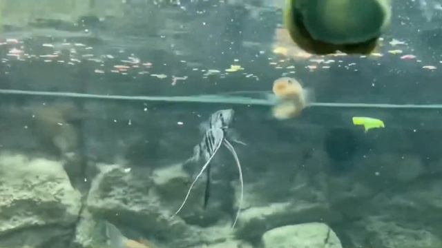 Змееголов красная луна ест сухой корм за компанию с другими рыбками. смотреть онлайн