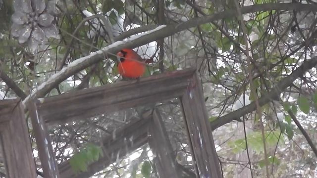 Птица Кардинал зима зеркала смотреть онлайн
