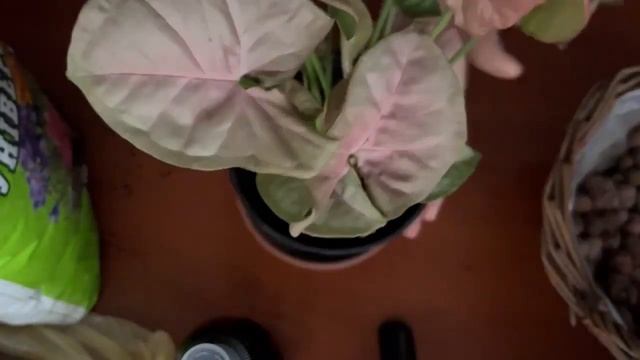 Syngonium Neon Pink