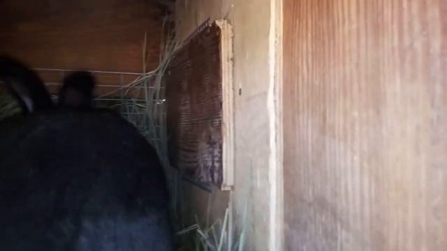 Подготовка клеток к зиме. смотреть онлайн
