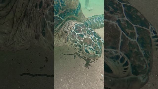 кормим черпаху