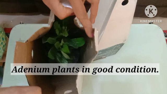 Online Adenium/ Desert Rose purchase from Harvyora || Unboxing of adenium purchased online|| смотреть онлайн