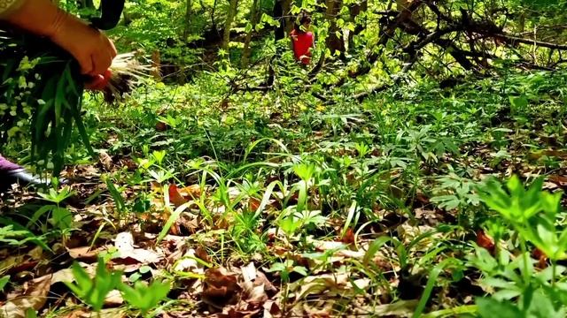 Бабушка Варит Варенье из Свежей Клубники в Деревне. смотреть онлайн