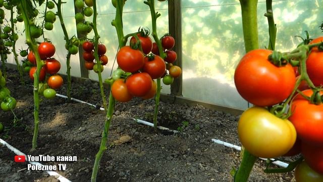 ЭТОТ МЕГА УРОЖАЙНЫЙ ТОМАТ ЗАВАЛИТ ВАС УРОЖАЕМ С ГОЛОВЫ ДО НОГ смотреть онлайн