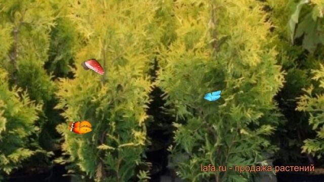 Туя западная Голден Брабант (golden brabant) ? обзор: как сажать, саженцы туи Голден Брабант смотреть онлайн
