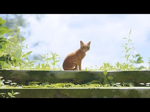 Stray final смотреть онлайн
