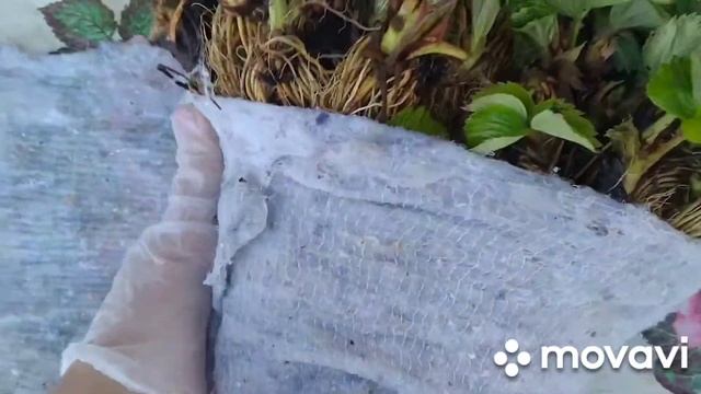 саженцы клубники сорт Клери смотреть онлайн