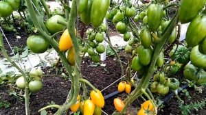 Томат Стыдливый румянец (Blush).