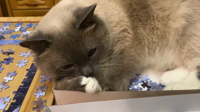 Барс собирает пазл смотреть онлайн