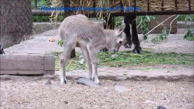 Аргали и малыш сибирских горных козлов 04.06.2021 смотреть онлайн