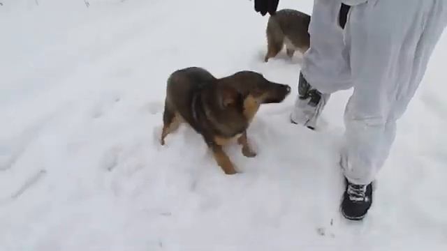 715 TEAM и собачки / 715 TEAM