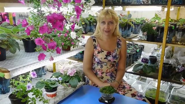 РОСТКИ БРОККОЛИ ! КАК ВЫРАСТИТЬ ДОМА ! СРЕДСТВО ОТ РАКА ! смотреть онлайн