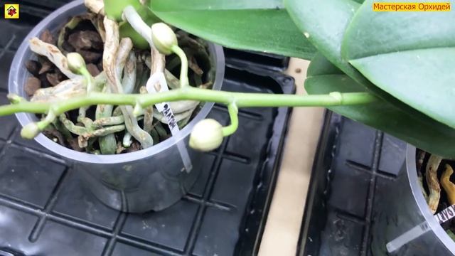Не ДЕЛАЙ ТАК! Если хочешь СОХРАНИТЬ ВСЕ БУТОНЫ на орхидее! 3 главных НЕТ смотреть онлайн