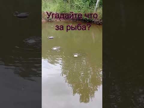 Угадайте, что за рыба? #shorts смотреть онлайн