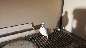 ХРИП У ГОЛУБЯ - что помогло ?