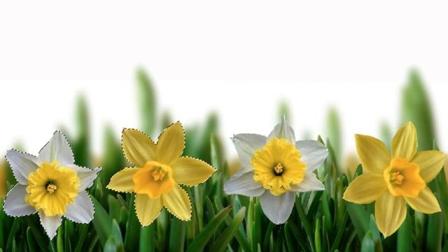 Convert Background To Black & White-Mac Photoshop Elements смотреть онлайн